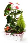 Cesta de plantas con anthurium_cesta-con-anthurium