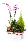 Cesta de plantas con orquidea_cesta-con-orquidea