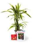 Planta dracaena lemon_dracaena-lemmon