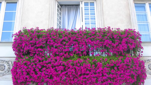 Cómo elegir las plantas para el balcón_213476389_8685eae8a1_b