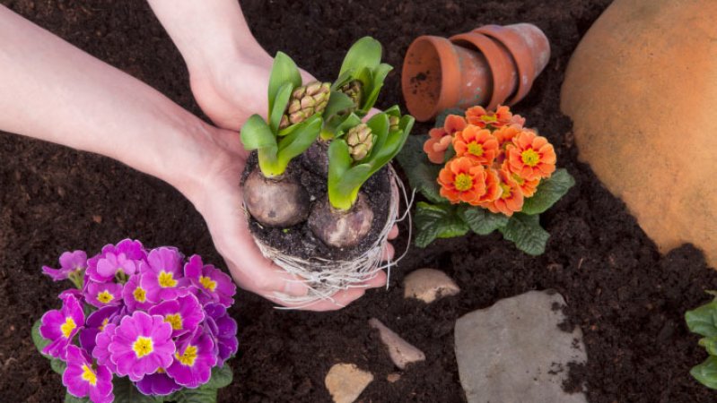 Cómo trasplantar plantas de interior_trasplantar