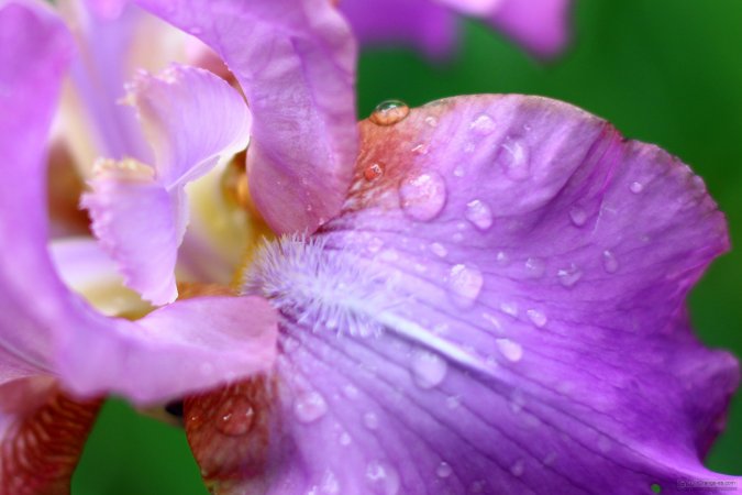 Cuidado de las orquídeas