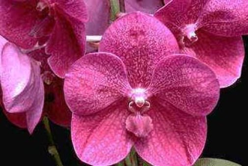 Cuidado de las orquídeas - Temperatura y ventilación 