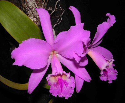 Imagen Cuidados de las orquídeas - La luz