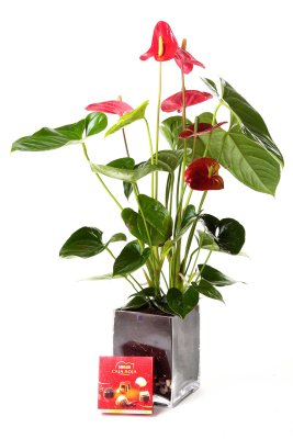 Planta anthurium_anthurium-con-jarron-cristal-y-bombones