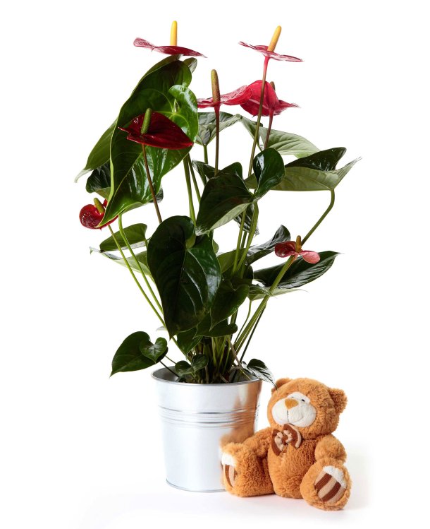 Planta anthurium + peluche variado_anthurium-17-cm-con-peluche-variado