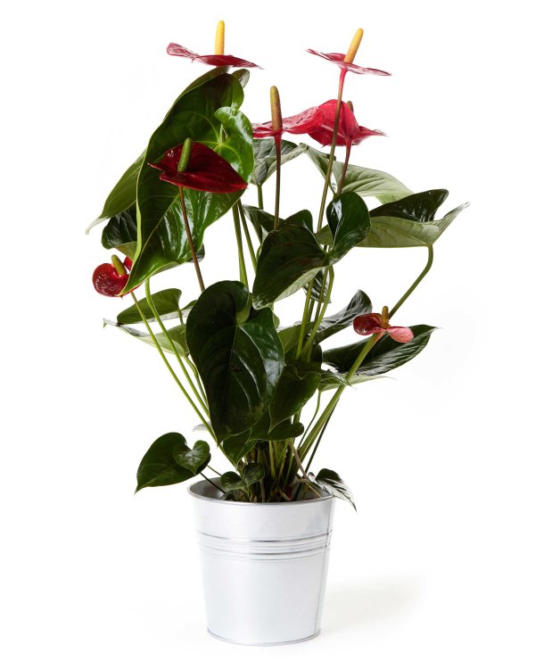 Planta anthurium_anthurium-17-cm