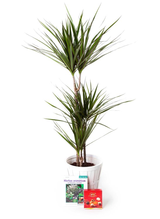 Planta dracaena marginata _dracaena-marginata-85