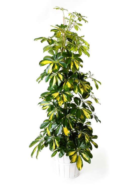 Planta schefflera_schefflera