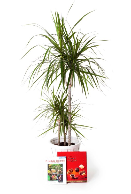 Plantra dracaena marginata grande_dracaena-marginata-120